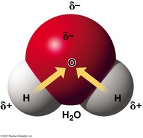Polar covalent bonds in a water molecule