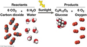 Photosynthesis chemical reaction