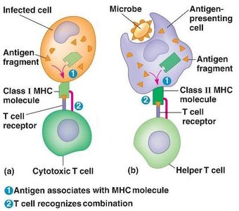 Diagram showing MHC I and II presentation to cytotoxic and helper T cells