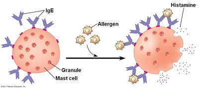Diagram of IgE-mediated allergic response with mast cell degranulation