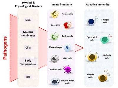Diagram of innate and adaptive immunity, showing barriers, cell types, and responses