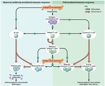 Diagram of humoral and cell-mediated immune responses