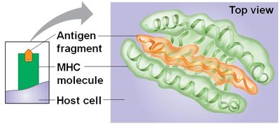 Diagram of antigen fragment bound to MHC molecule on host cell