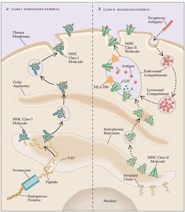 Pathways of antigen presentation for MHC class I and II