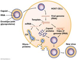 Diagram of an enveloped RNA virus replicating in a host cell