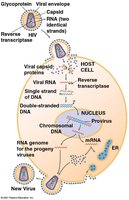 Diagram of HIV replication and integration as a provirus