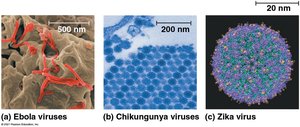 Images of Ebola, chikungunya, and Zika viruses
