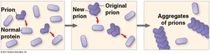 Diagram showing how prions convert normal proteins into aggregates of prions