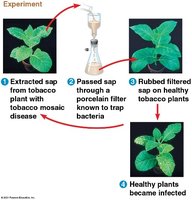 Experiment demonstrating the discovery of viruses using tobacco mosaic disease