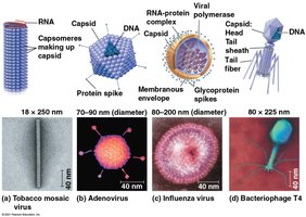 Diagram of virus structures including tobacco mosaic virus, adenovirus, influenza virus, and bacteriophage T4