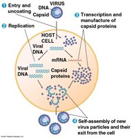 Steps of viral replication: entry, replication, transcription, assembly, and exit