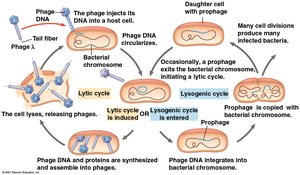 Diagram of the lysogenic and lytic cycles of a bacteriophage