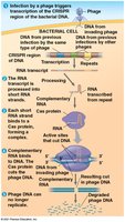 Diagram of the CRISPR-Cas system in bacterial defense against phages