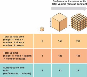 Surface area to volume ratio table and diagram