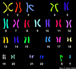 Human karyotype