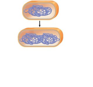 Step 1: Chromosome duplication and separation in binary fission