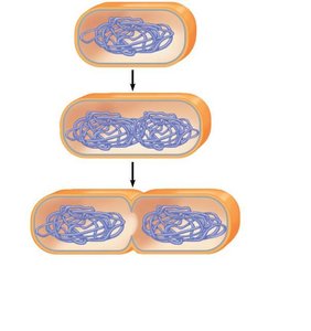 Step 2: Elongation and movement of chromosome copies in binary fission