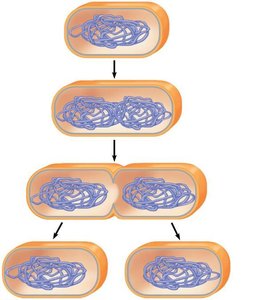 Step 3: Division into two daughter cells in binary fission