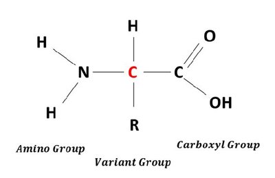Amino acid structure variant