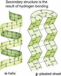 Secondary structure: alpha helix and beta sheet