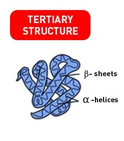 Tertiary protein structure