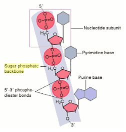 DNA structure with sugar-phosphate backbone