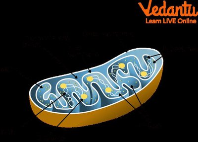 Mitochondrion structure