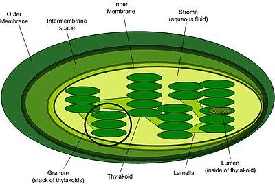 Chloroplast structure