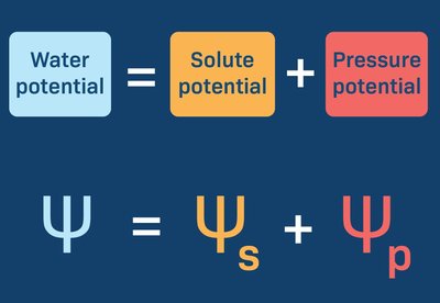 Water potential equation
