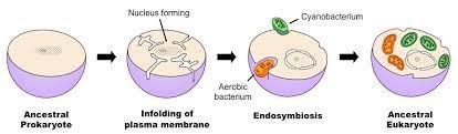 Endosymbiont theory diagram