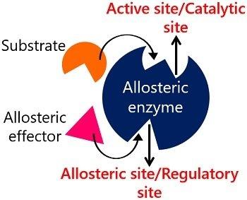 Allosteric enzyme regulation