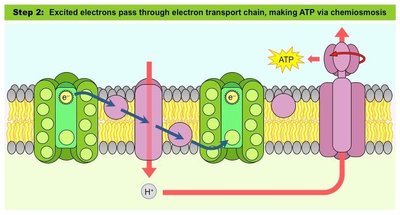 Electron transport and ATP synthesis in photosynthesis