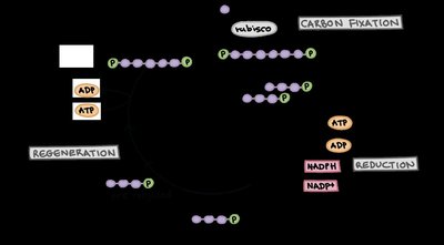 Calvin cycle diagram