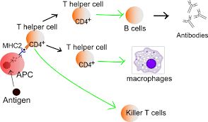 Immune cell interaction