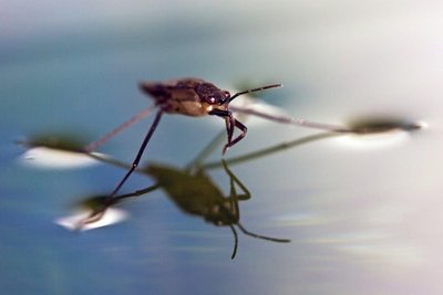 Water strider demonstrating surface tension