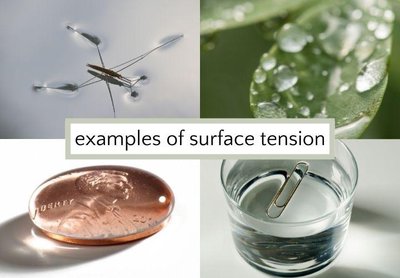 Examples of surface tension