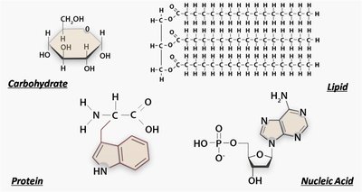 Structures of carbohydrates, lipids, proteins, and nucleic acids