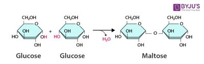 Dehydration synthesis forming maltose from glucose