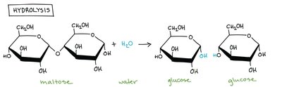 Hydrolysis of maltose into glucose
