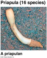 Priapulan General Biology Study Guide: Invertebrate Diversity & Traits | Notes