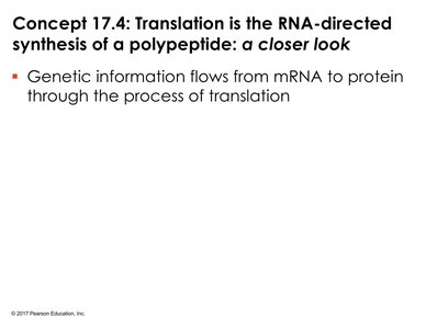 Concept 17.4: Translation is the RNA-directed synthesis of a polypeptide