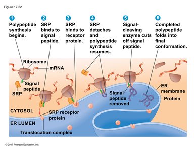 Protein targeting to ER: SRP pathway and translocation