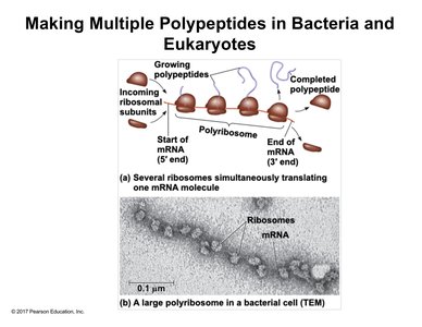 Polyribosome structure in bacteria and eukaryotes