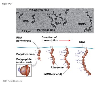 Coupling of transcription and translation in bacteria