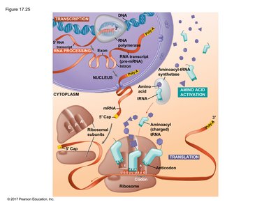 Overview of transcription and translation in eukaryotes