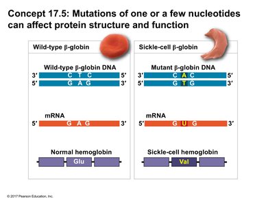 Sickle-cell mutation: effect of a single nucleotide change on hemoglobin
