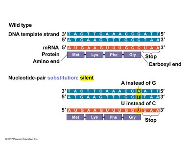 Silent mutation: nucleotide substitution with no amino acid change
