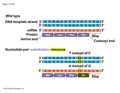 Missense mutation: nucleotide substitution causing amino acid change