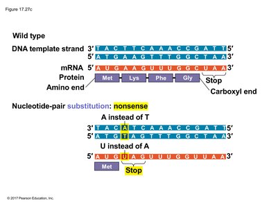 Nonsense mutation: nucleotide substitution causing premature stop codon