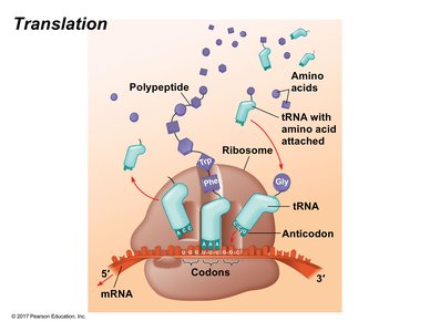 Overview of translation showing ribosome, tRNA, mRNA, and amino acids